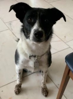 Dog with muddy paws
