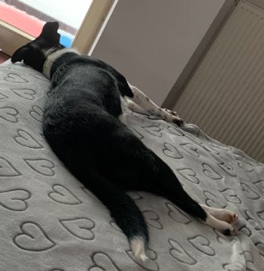 Dog on bed