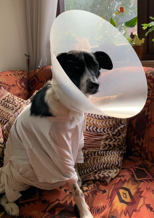 Dog with Cone