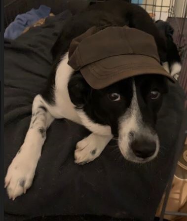 Dog wearing Hat
