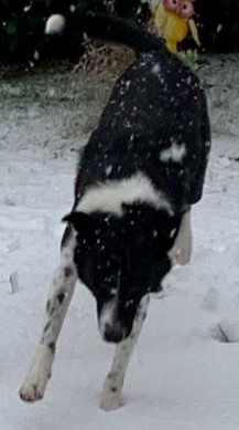 Dog jumping in snow